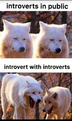 king brody | introvert party meme | funny introvert quotes