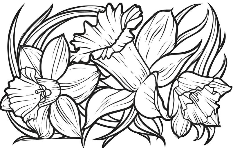 11 Easy Coloring Pages for Seniors in 2022 - Happier Human