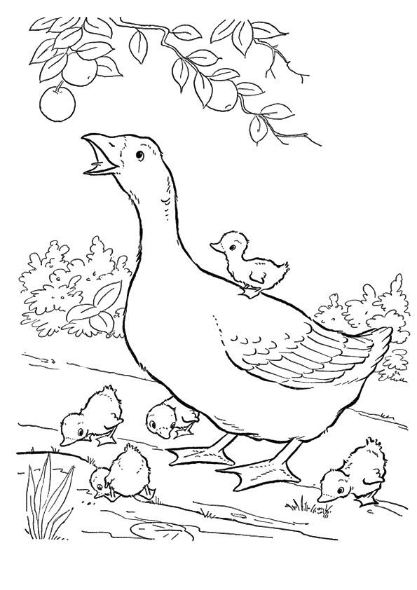 Mother Goose with Goslings | farm animal coloring pages for kindergarten | baby farm animal coloring pages
