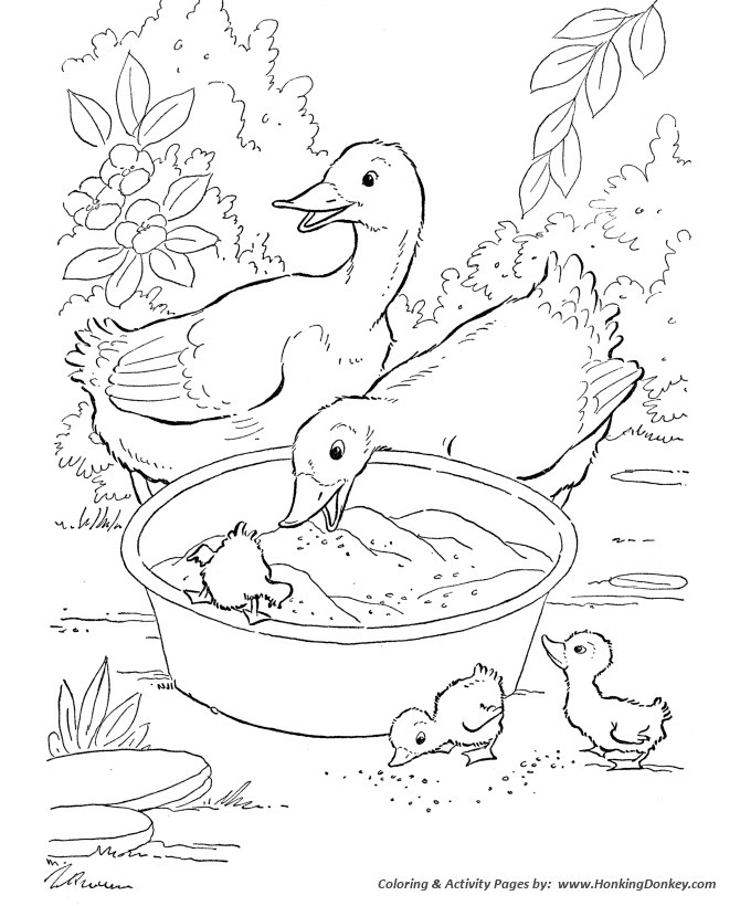 Ducks Eating Grain | farm coloring pages for adults | farm animal coloring pages printable