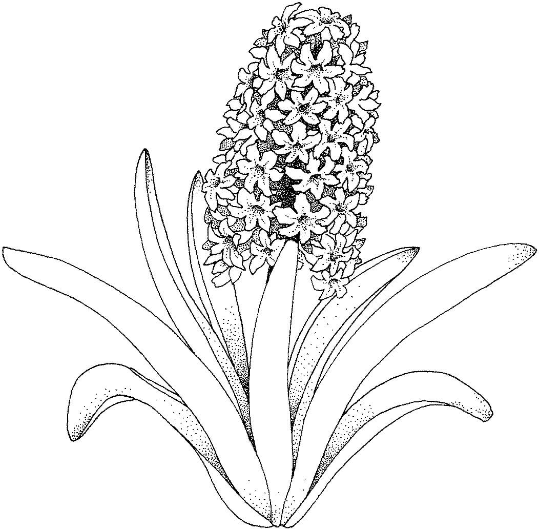 relaxation flower coloring pages for adults | butterfly and flower coloring pages for adults | flower coloring pages for adults