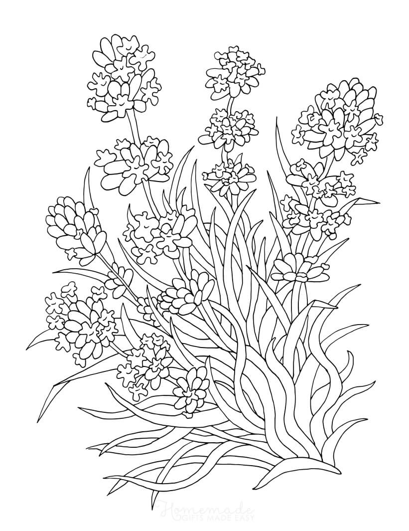 Flowers Coloring Pages For Adults. Stress Relief Coloring Book For Print