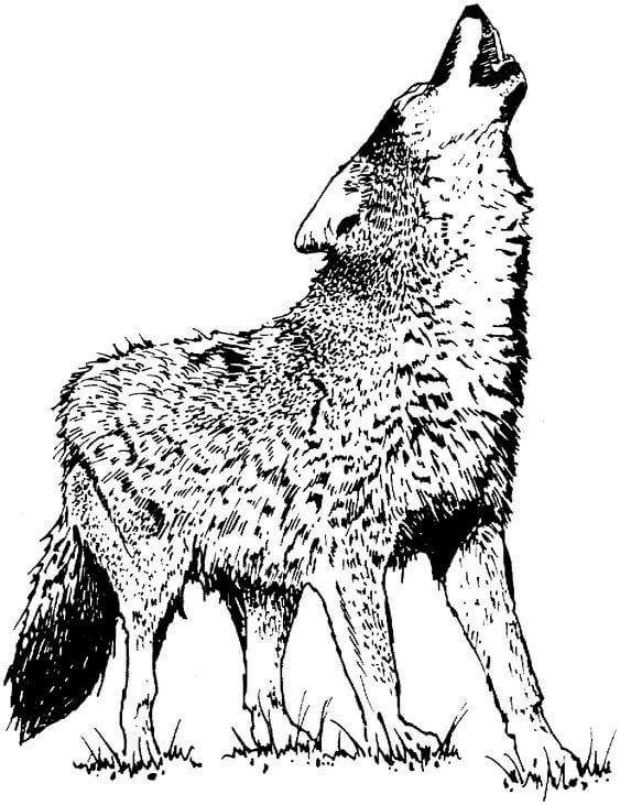 wolf coloring pages | wolf spider coloring page | wolf coloring page easy