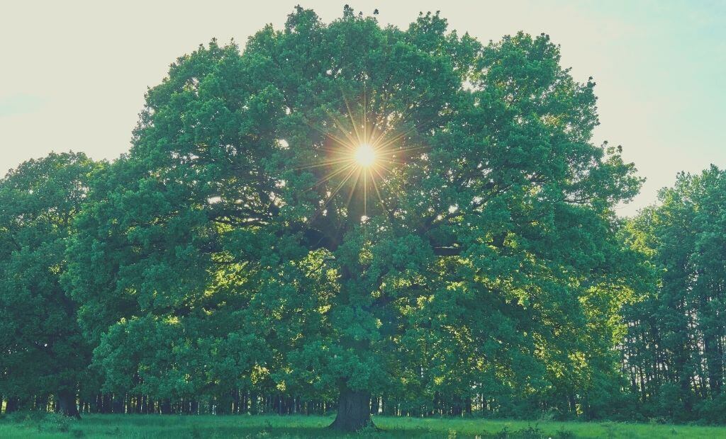 The Oak Tree Poem: 3 Lessons for Your Life - Happier Human