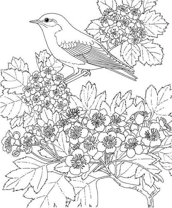 spring coloring pages | spring coloring pages printable pdf | spring coloring pages easy