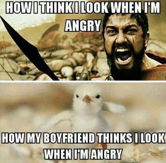 angry meme | anger meme | angry dog meme