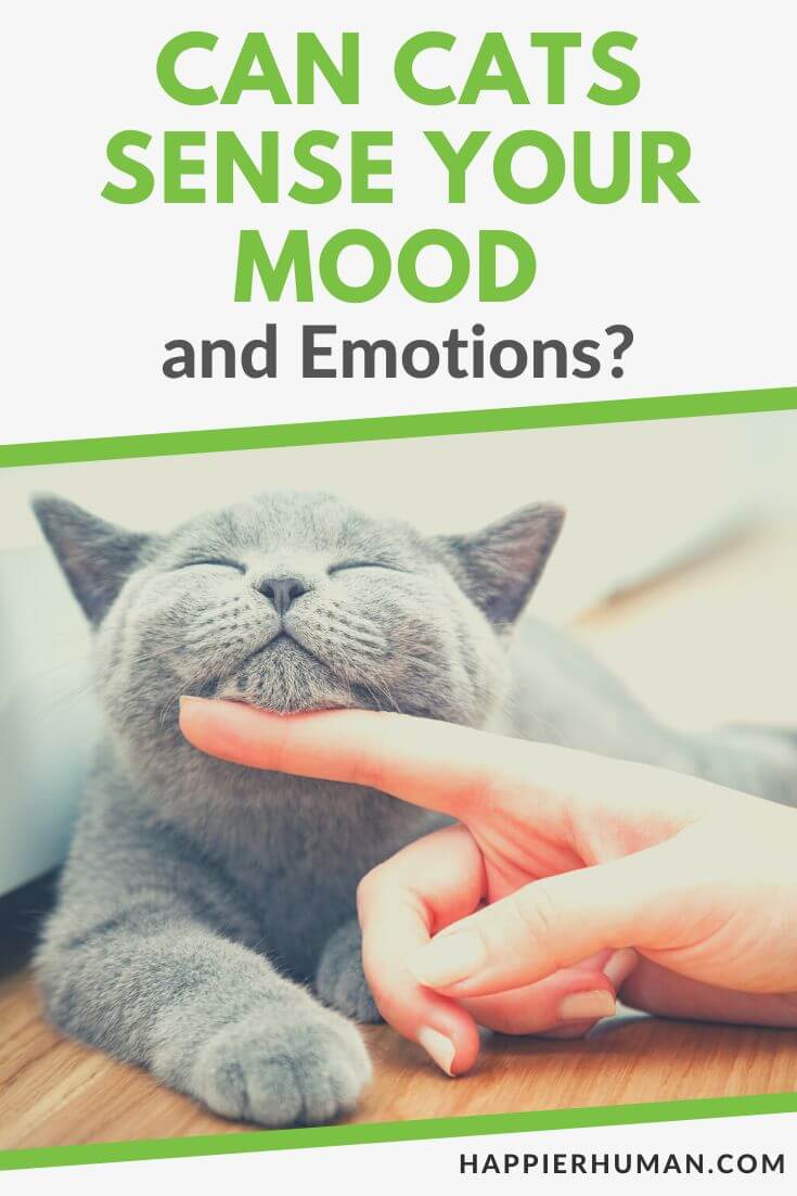 can cats sense your mood | can cats sense sadness in their owners | can cats sense depression and anxiety