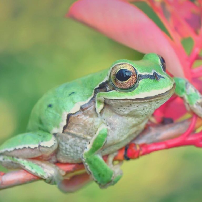 Can Frogs Feel Happiness? Yes, But... Happier Human