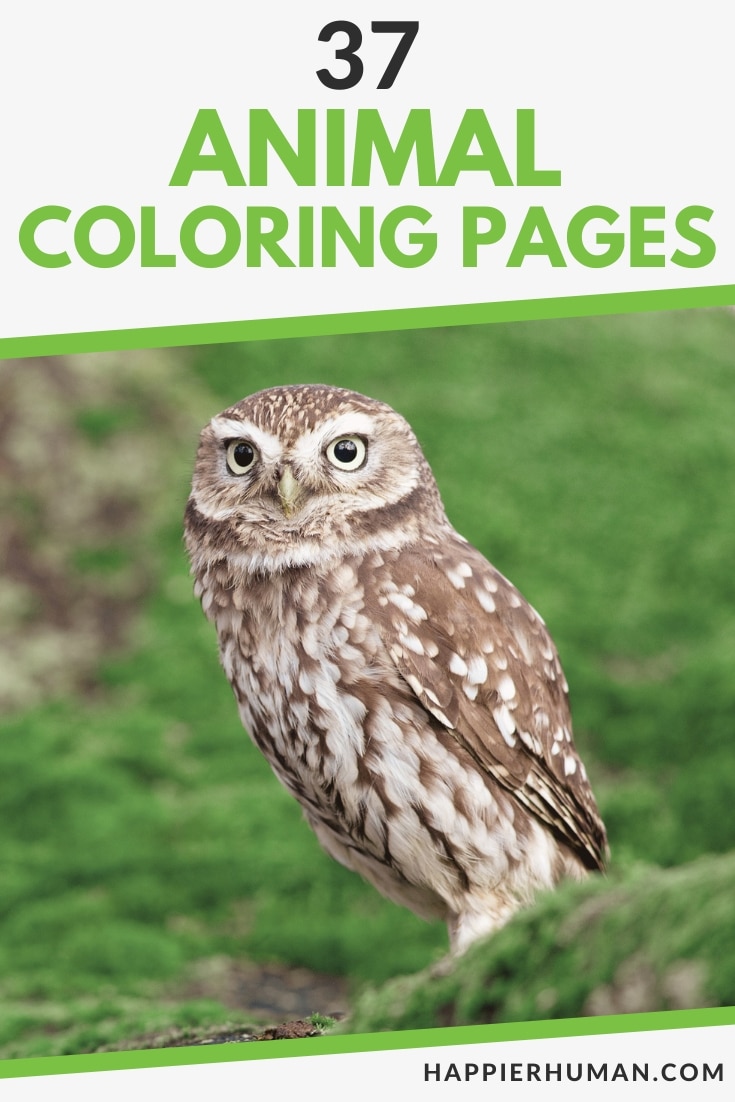 adult coloring pages animals | simple animal coloring pages for adults | animal coloring pages realistic