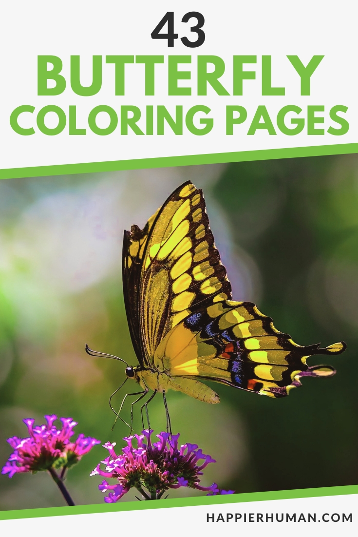 butterfly coloring pages for adults | butterfly coloring pages for adults pdf | butterfly coloring pages printable