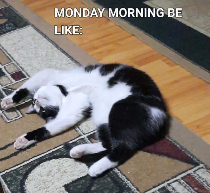 friday good morning meme | coffee good morning meme | cat good morning meme