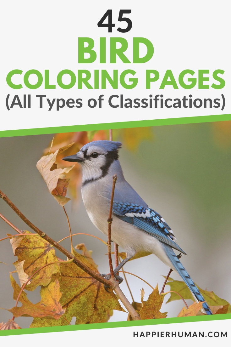 Cover image promoting 45 bird coloring pages; a blue jay perched on autumn leaves with bold green text layout nearby.