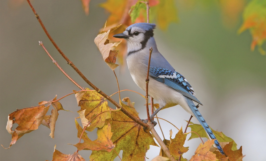 Blue jay perched on a thin branch among orange and yellow autumn leaves in fall foliage.
