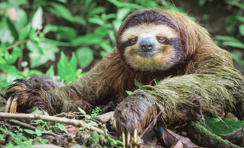 sloth coloring page | cute sloth illustration | fun animal coloring sheet