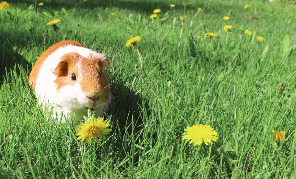 guinea pig coloring page | cute guinea pig illustration | fun animal coloring sheet