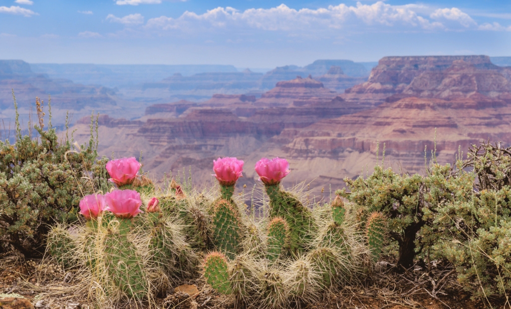 21 Cactus Coloring Pages for Kids and Adults
