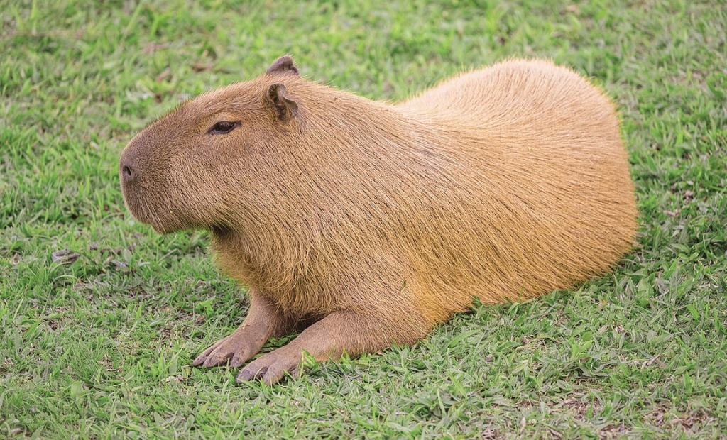 kawaii capybara coloring page | cute cartoon capybara | printable kids activity