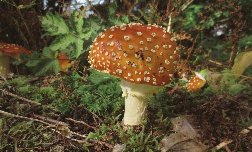 mushroom coloring pages | cute woodland fungi | printable activity for kids and adults